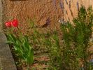 09-04-04-tulipes-lavande.jpg