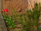 09-04-04-tulipes-lavande.jpg