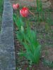 Nom du fichier=09-04-04-tulipes-rouges.jpg
Taille du fichier=69Ko
Dimensions : 400x533
Ajouté le : 08 Avril 2009 09-04-04-tulipes-rouges.jpg