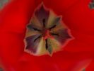 09-04-13-coeur-tulipe.jpg