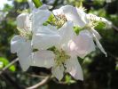 09-04-13-fleurs-de-pommier.jpg