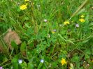 09-04-13-fleurs-jardin.jpg