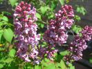 09-04-13-lilas2.jpg