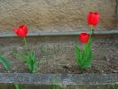 09-04-13-tulipes.jpg