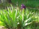 09-04-iris1.jpg