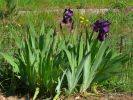 09-04-iris3.jpg