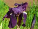 09-04-iris4.jpg