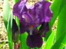 09-04-iris5.jpg