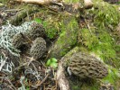 09-05-08-morilles2009.jpg