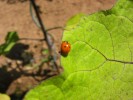 09-06-coccinelle.jpg