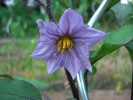 09-06-fleur-aubergine1.jpg