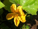 09-06-fleur-courge.jpg