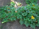 09-06-plants-courges.jpg