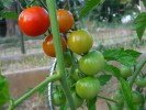 09-06-tomates-cocktail.jpg