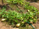 09-07-courges-jardin.jpg