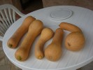 Nom du fichier=09-08-courges.jpg
Taille du fichier=40Ko
Dimensions : 600x450
Ajouté le : 04 Août 2009 09-08-courges.jpg