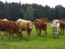 10-07-10-vaches-Roure1.jpg