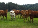 10-07-10-vaches-Roure2.jpg