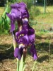Nom du fichier=110410-iris1.jpg
Taille du fichier=59Ko
Dimensions : 390x520
Ajouté le : 29 Avril 2011 110410-iris1.jpg