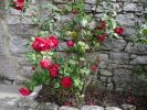 mes_fleurs_003.jpg