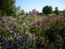 Nom du fichier=ASTERS_32.JPG
Taille du fichier=187Ko
Dimensions : 699x524
Ajouté le : 27 Septembre 2014 ASTERS_32.JPG