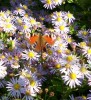 Nom du fichier=ASTERS_53.JPG
Taille du fichier=215Ko
Dimensions : 700x764
Ajouté le : 27 Septembre 2014 ASTERS_53.JPG