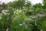 ASTERS_I2961.JPG