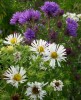 ASTERS_I2962.JPG