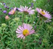 ASTERS_I2963.JPG