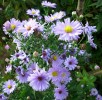 ASTERS_I2964.JPG