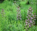 Acanthes_37.JPG