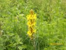 Asphodéline_lutea__654.JPG