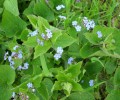 Nom du fichier=BRUNNERA_MACROPHYLLA_663.JPG
Taille du fichier=149Ko
Dimensions : 700x579
Ajouté le : 21 Avril 2013 BRUNNERA_MACROPHYLLA_663.JPG