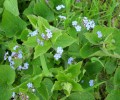 BRUNNERA_MACROPHYLLA_663.JPG