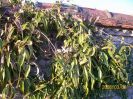 Nom du fichier=CLEMATIS_ARMANDII_202.JPG
Taille du fichier=72Ko
Dimensions : 399x299
Ajouté le : 28 Juin 2008 CLEMATIS_ARMANDII_202.JPG