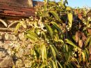 Nom du fichier=CLEMATIS_ARMANDII_204.JPG
Taille du fichier=77Ko
Dimensions : 413x309
Ajouté le : 28 Juin 2008 CLEMATIS_ARMANDII_204.JPG