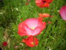 COQUELICOT_750.JPG