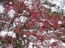 Nom du fichier=COTONEASTER_22.JPG
Taille du fichier=226Ko
Dimensions : 690x508
Ajouté le : 18 Décembre 2009 COTONEASTER_22.JPG