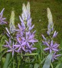 Camassia_I3434.JPG