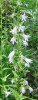 Campanules_I0524.JPG