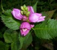 Chelone_obliqua_I0735.JPG