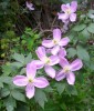 Clematis_montana_I3548.JPG