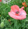 Coquelicot_I0315.JPG