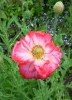 Coquelicot_I0322.JPG