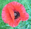 Coquelicot_I0323.JPG