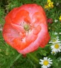 Coquelicot__I0316.JPG