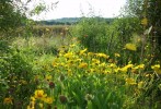 Coreopsis_I0515.JPG