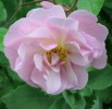 Cornelia_I3648.JPG