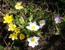 Nom du fichier=Crocus_I2613.JPG
Taille du fichier=164Ko
Dimensions : 700x537
Ajouté le : 04 Mars 2013 Crocus_I2613.JPG