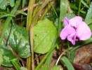 Cyclamen_coum_I3995.JPG